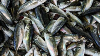 Karadeniz'de hamsinin yerini istavrit ve barbun aldı