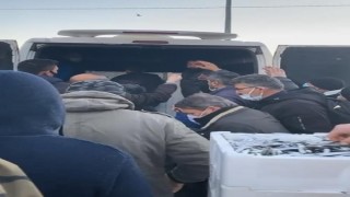 Ordu balık halinde buzhane hamsilerine yoğun talep