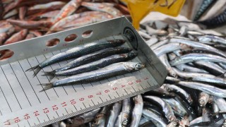 Samsun'da tezgahlarda balık boyları denetlendi