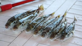 Çok güçlü zehri olan 'balon balığı' tehlike saçıyor