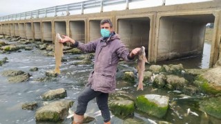 Tarsus'ta, çayda binlerce balık telef oldu