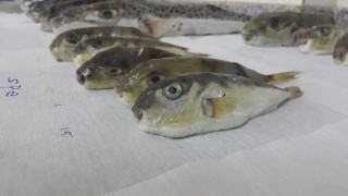 Van'da ölüme neden olan balon balığı, Mersin'den mi gönderildi?