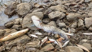 Yeşilırmak’ta balıklar kıyıya vurdu