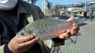 Alaplı Çayı'nda İsrail Sazanı tehdidi