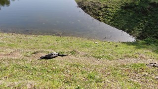 Alibeyköy Barajı'nda dikkat çeken ölü balıklar