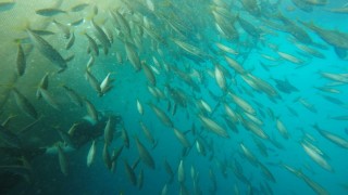Balık çiftlikleri çevresinde balık türlerini görüntüleyip, sayım yaptılar