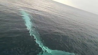 Balıkçıların kamerasına 15 metrelik oluklu balina takıldı