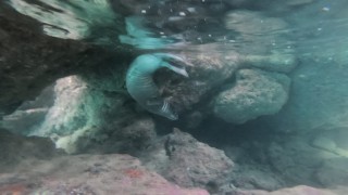 Deniz dibi temizliği yaparken, nesli tehlike altındaki Akdeniz fokunu görüntüledi