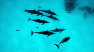 'Esaret altındaki yunusların gülüşüne aldanmayın, intiharın eşiğindeler'