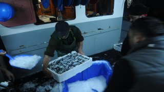 Hamsi avlama yasağı esnetildi, tekneler tonlarca balıkla döndü