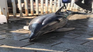 İstanbul Boğazı'nda 1 günde 3 yunusun ölü bulunmasının nedeni: Balık ağları