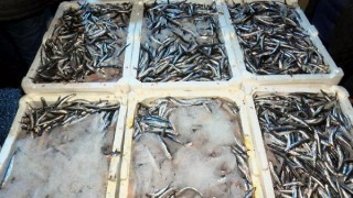 İstanbul Boğazı'nda av yasağı kalktı, ilk hamsiler balık haline geldi