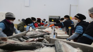 Karadeniz somonu en çok Rusya'ya ihraç edildi