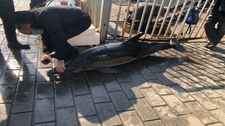 Karaköy İskelesi'nde ölü yunus bulundu