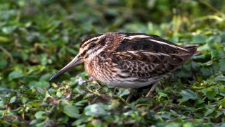 Küçük Su Çulluğu Kuşu'nun yiyecek araması görüntülendi