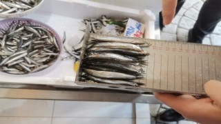 Ordu'da balıkçılar denetlendi