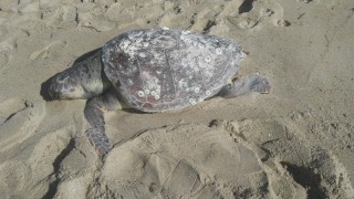 Saros Körfezi’nde fırtına sonrası kıyıya ölü caretta caretta vurdu
