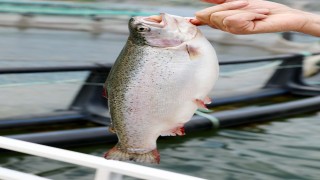 Su ürünleri ihracatında Türk somonunun yıldızı parlıyor