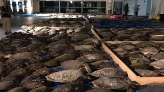 Teksas’ta donmak üzere olan 3 bin 500 deniz kaplumbağası kurtarıldı