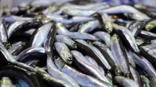 Trabzon'da uzun bir sürenin ardından tezgahları süsleyen taze hamsi kısa sürede tükendi
