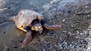 Yaralı caretta caretta tedavi altına alındı