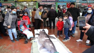 2,5 metrelik kılıç balığı ilgi çekti