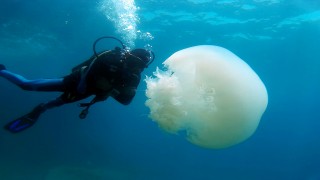 Antalya Körfezi'nde 'başıboş denizanası' yoğunluğu