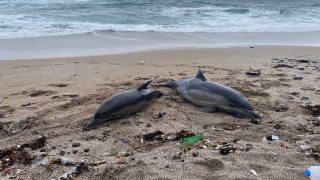 Beykoz Riva'da iki ölü yunus karaya vurdu