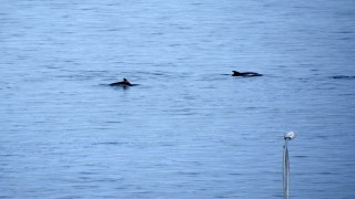 Çanakkale Boğazı’nda yunus sürüsü görüntülendi