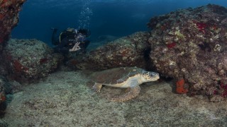 Caretta carettanın ilkbahar dansı