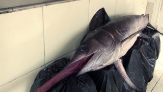 Fethiye açıklarında 80 ve 100 kilogramlık 2 kılıçbalığı oltayla yakalandı