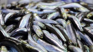 Hamsi ihracatı 2021'in iki ayında 1,8 milyon dolar kazandırdı