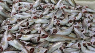 Hamsinin yerini mezgit ve barbun aldı