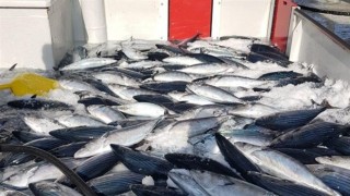 Karadeniz'de mart ayında ağlara takılan palamut balıkçıları şaşırttı