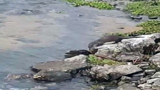 Melen Çayı'nda su samurları görüldü