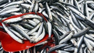Trabzon'da taze hamsinin kilogramı 20-30 liradan satılıyor