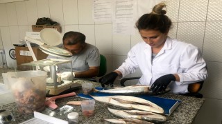 Zehriyle öldüren balon balığında korkutan tespitler