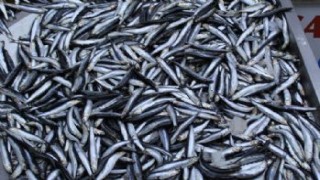 Av sezonunun sona ermesiyle taze balık ihtiyacını küçük tekneler karşılıyor