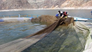 Ayvalı Baraj Gölü'nde alabalık ve somon üretimi