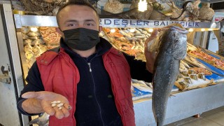 Böbrek hastalığına iyi geldiği öne sürülen kaya levreği taşı için uzmanlar uyardı