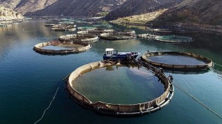 DSİ baraj gölleriyle Türkiye'nin balık üretimine katkı sağlıyor