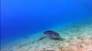 Gökova'da kıyı mağarasında ilk kez 5 fok aynı anda görüntülendi