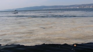 İzmit Körfezi’nde deniz salyası alarmı