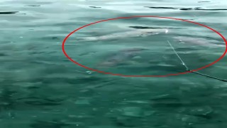 Lara sahilinde zehirli balon balığı sürüsü görüntülendi