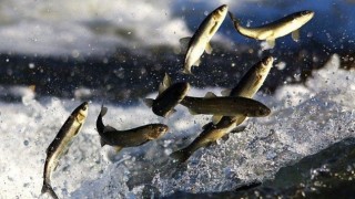 Mersin'de trol ile yasa dışı balık avlayan 3 kişiye 30 bin 548 lira ceza verildi