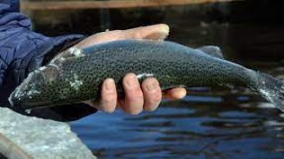 Mersin'de yasak sahada balık avlayan 2 kişiye 3 bin 708 lira ceza verildi