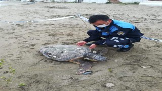 Silivri'de 90 kiloluk caretta caretta ölü bulundu