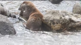 Su samurunun derede balık avı kamerada