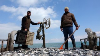 Van Gölü'nde inci kefali bereketi