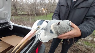 Yaralı bulunan gri balıkçıla tedavi